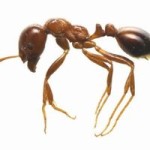 強毒のヒアリ対策｜恐怖の火蟻から身を守るために知っておくべき情報